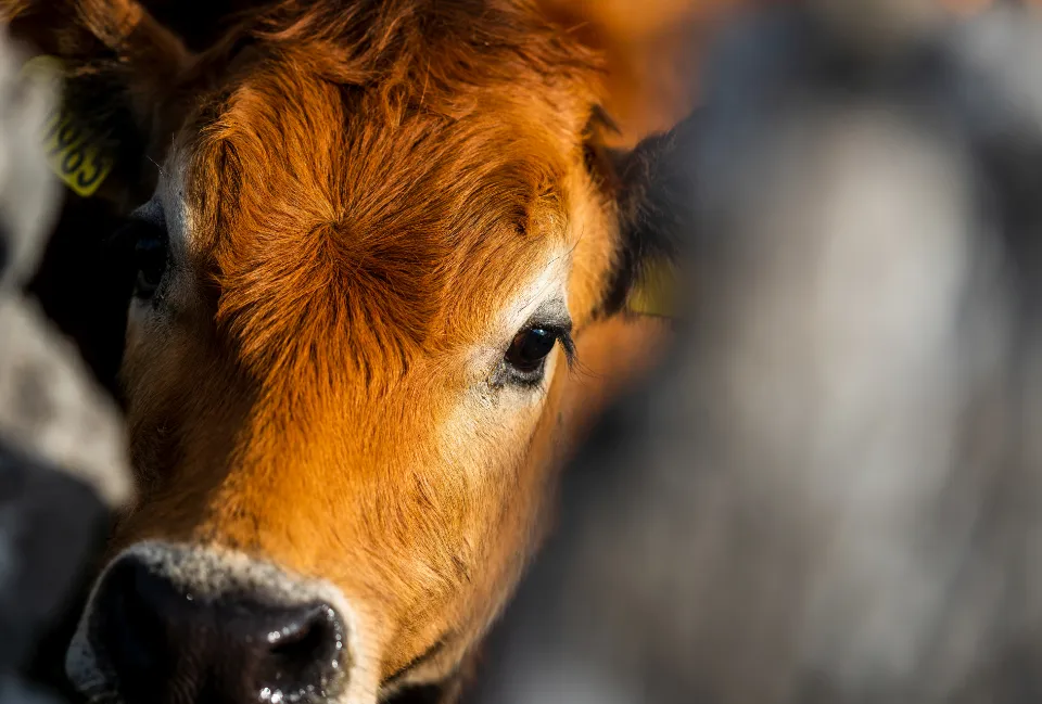 Close view of a brown calf's face in the herd