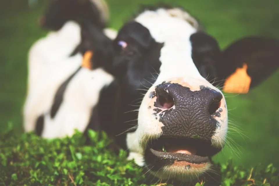 Black and white dairy cow lying in green pasture